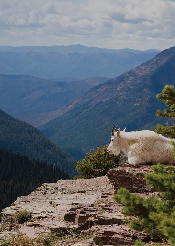 A white mountain goat rests on a cliff edge.